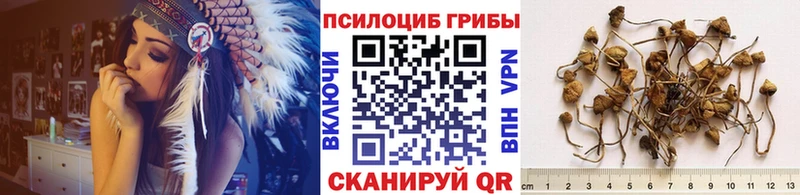 kraken Унеча Галлюциногенные грибы Psilocybe